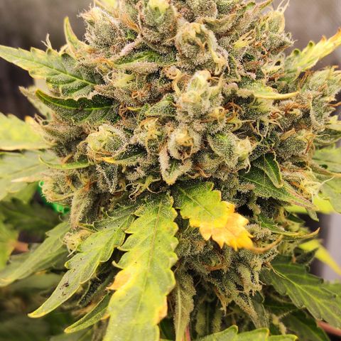 Gelato 41 x Gelato 41 Auto growlog timeline photo