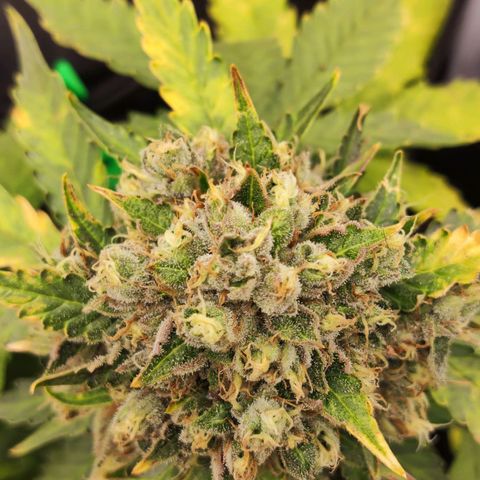 Gelato 41 x Gelato 41 Auto growlog timeline photo