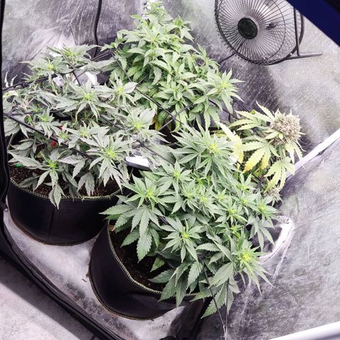 Gelato 41 x Gelato 41 Auto growlog timeline photo