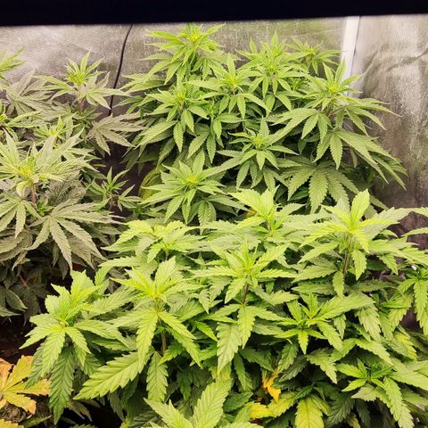 Gelato 41 x Gelato 41 Auto growlog timeline photo