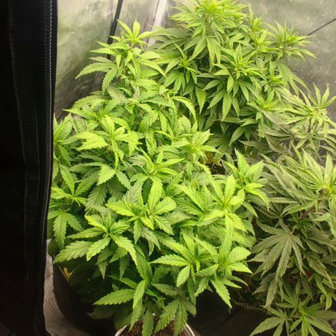 Laughing Buddha growlog timeline photo