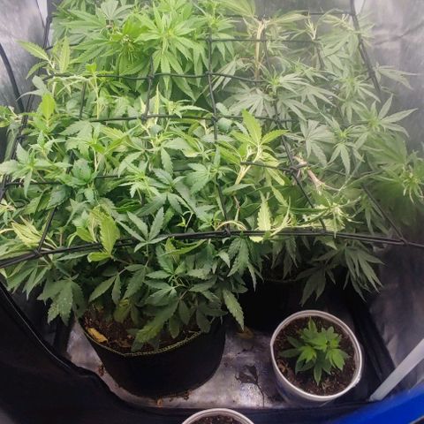 Laughing Buddha growlog timeline photo