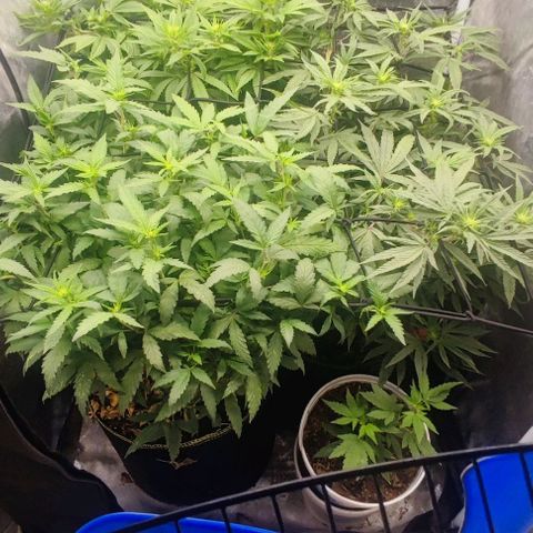 Laughing Buddha growlog timeline photo