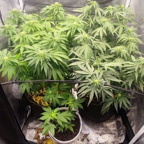 Laughing Buddha growlog timeline photo