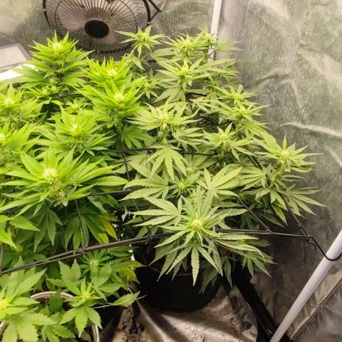 Laughing Buddha growlog timeline photo