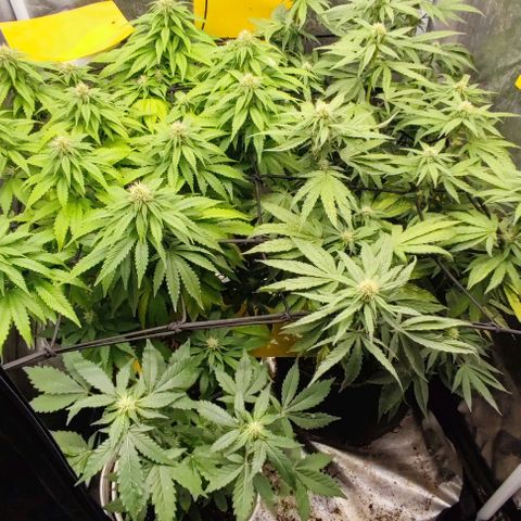 Laughing Buddha growlog timeline photo