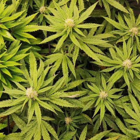 Sour Diesel growlog timeline photo