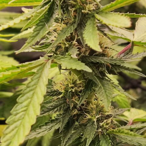 Sour Diesel growlog timeline photo