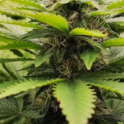 Laughing Buddha growlog timeline photo
