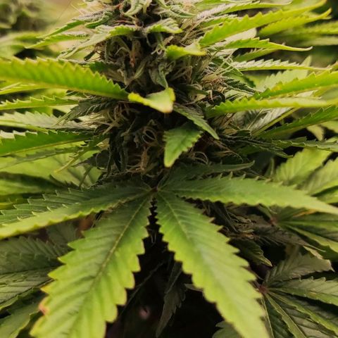Laughing Buddha growlog timeline photo