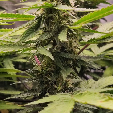 Sour Diesel growlog timeline photo
