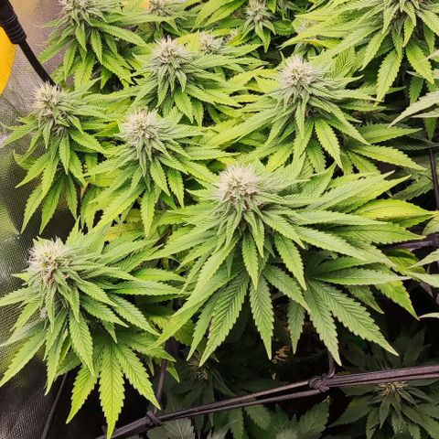 Laughing Buddha growlog timeline photo