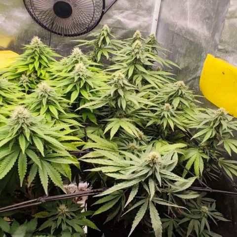 Laughing Buddha growlog timeline photo