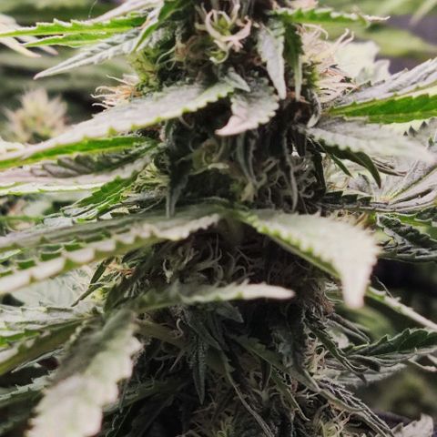 Sour Diesel growlog timeline photo