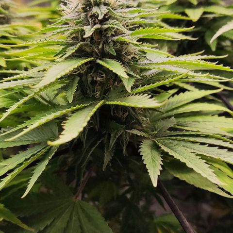 Laughing Buddha growlog timeline photo