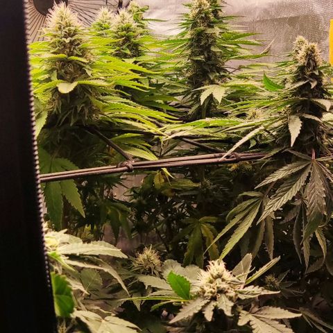 Laughing Buddha growlog timeline photo