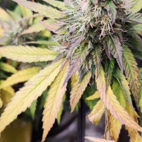 Sour Diesel growlog timeline photo