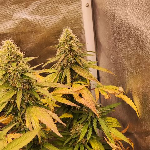 Sour Diesel growlog timeline photo