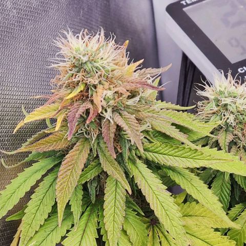 Laughing Buddha growlog timeline photo