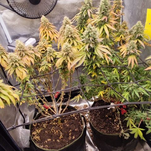 Laughing Buddha growlog timeline photo