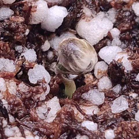 01 - PRECURSORA / Kush Auto growlog timeline photo