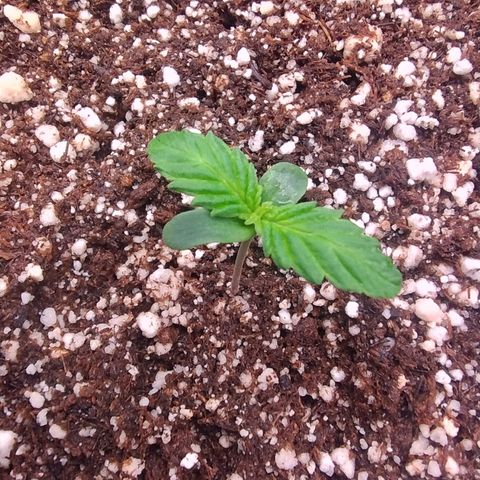 01 - PRECURSORA / Kush Auto growlog timeline photo