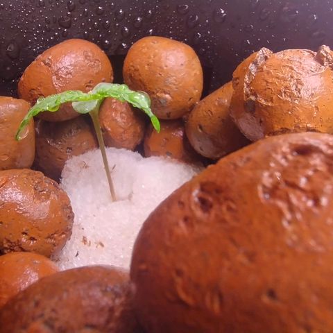 01 - PRECURSORA / Kush Auto growlog timeline photo
