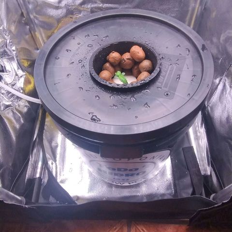 01 - PRECURSORA / Kush Auto growlog timeline photo