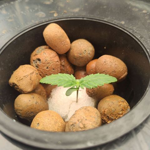 01 - PRECURSORA / Kush Auto growlog photo: Transplante para o DWC parece que deu tudo certo !! Folhas lanças em pé novamente . Sem rega por hoje . Dando um flush para evitar excesso de nutrientes ( Overfert ). 