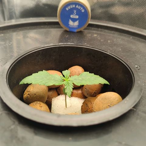 01 - PRECURSORA / Kush Auto growlog photo: Raiz já cresceu bastante 🙏, as folhas estão crescendo bem rápido. O tempo está muito seco , atentar para a umidade.