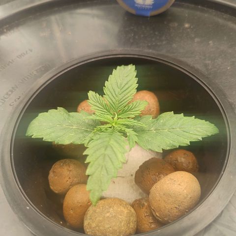 01 - PRECURSORA / Kush Auto growlog photo: Voando !! 