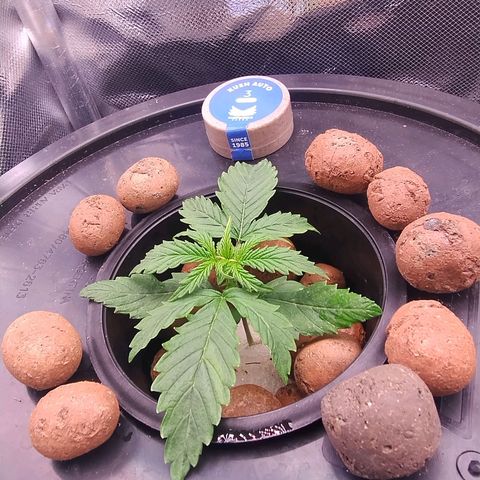01 - PRECURSORA / Kush Auto growlog timeline photo