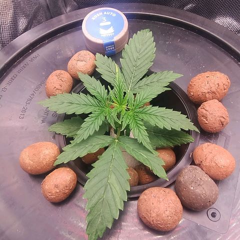 01 - PRECURSORA / Kush Auto growlog timeline photo