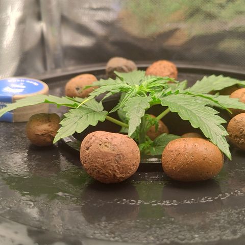 01 - PRECURSORA / Kush Auto growlog photo: Fiz a troca de água com fertilizante . Parece que a planta estacionou, não cresceu de ontem para hoje. As folhas em garra para cima e uma folha com a pontinha levemente queimada devem ser por causa do calor e baixa umidade.Subi um pouco o painel de luz para diminuir o PPFD. Coloquei umas 2h de umidificador de ar pra dentro do grow. Tem umas pintas brancas no caule , ficar atento. 