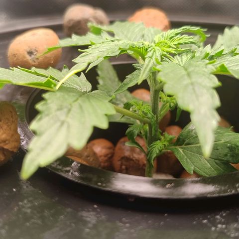 01 - PRECURSORA / Kush Auto growlog photo: Fiz a troca de água com fertilizante . Parece que a planta estacionou, não cresceu de ontem para hoje. As folhas em garra para cima e uma folha com a pontinha levemente queimada devem ser por causa do calor e baixa umidade.Subi um pouco o painel de luz para diminuir o PPFD. Coloquei umas 2h de umidificador de ar pra dentro do grow. Tem umas pintas brancas no caule , ficar atento. 