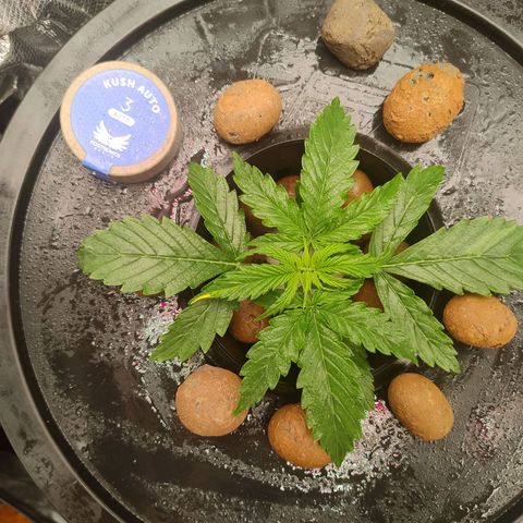 01 - PRECURSORA / Kush Auto growlog photo: Fiz a troca de água com fertilizante . Parece que a planta estacionou, não cresceu de ontem para hoje. As folhas em garra para cima e uma folha com a pontinha levemente queimada devem ser por causa do calor e baixa umidade.Subi um pouco o painel de luz para diminuir o PPFD. Coloquei umas 2h de umidificador de ar pra dentro do grow. Tem umas pintas brancas no caule , ficar atento. 
