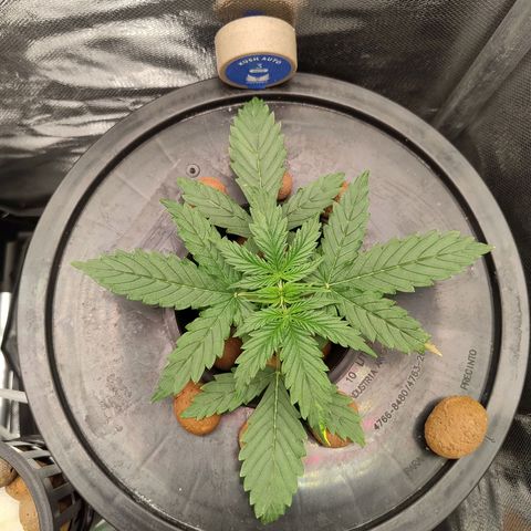01 - PRECURSORA / Kush Auto growlog timeline photo