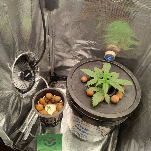 01 - PRECURSORA / Kush Auto growlog photo: Dividindo a bomba de ar com a 02, por meio de um conector "T" ligando as mangueiras. 