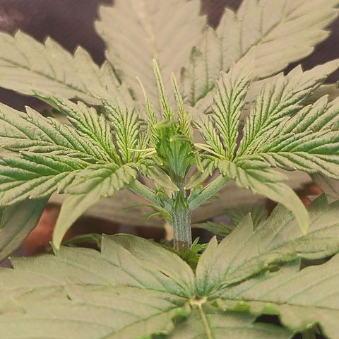 01 - PRECURSORA / Kush Auto growlog photo: Continua crescendo bem , aumentando de altura e largura . Crescendo bem as folhas , começando a querer passar do vaso. 