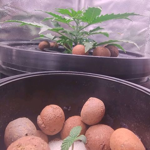 01 - PRECURSORA / Kush Auto growlog photo: Continua crescendo bem , aumentando de altura e largura . Crescendo bem as folhas , começando a querer passar do vaso. 