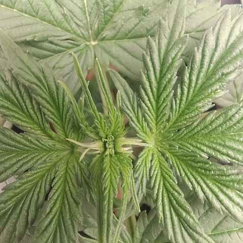 01 - PRECURSORA / Kush Auto growlog photo: Continua crescendo bem , aumentando de altura e largura . Crescendo bem as folhas , começando a querer passar do vaso. 