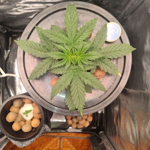 01 - PRECURSORA / Kush Auto growlog timeline photo