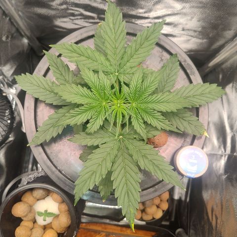 01 - PRECURSORA / Kush Auto growlog timeline photo