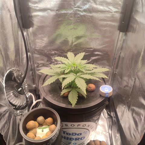 01 - PRECURSORA / Kush Auto growlog timeline photo