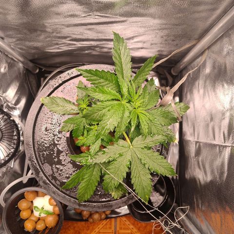 01 - PRECURSORA / Kush Auto growlog timeline photo