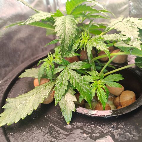 01 - PRECURSORA / Kush Auto growlog timeline photo