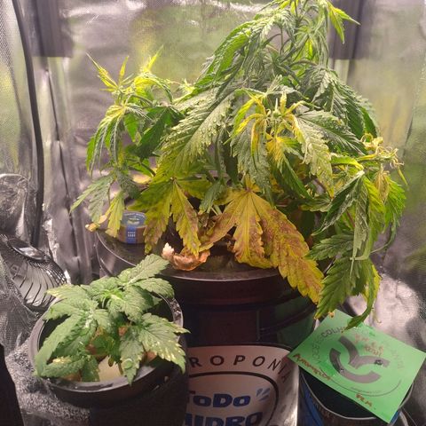 01 - PRECURSORA / Kush Auto growlog timeline photo