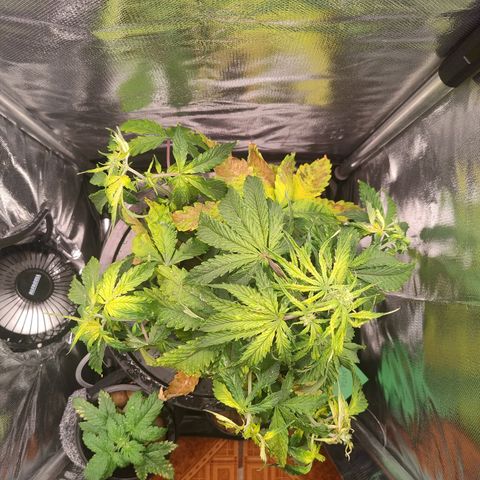 01 - PRECURSORA / Kush Auto growlog timeline photo
