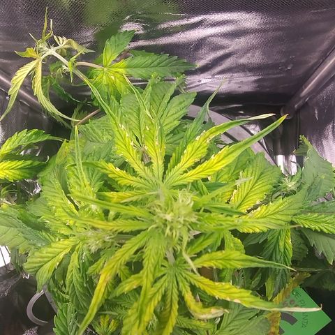 01 - PRECURSORA / Kush Auto growlog timeline photo