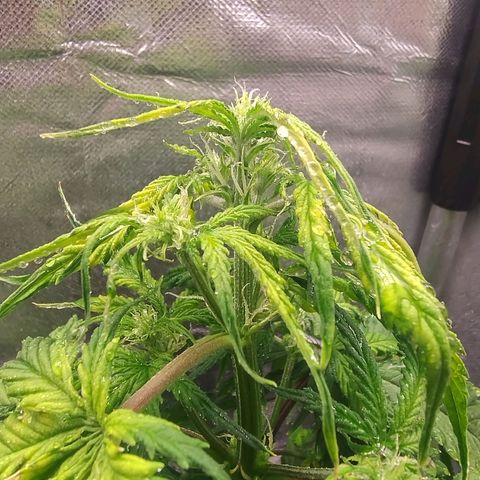 01 - PRECURSORA / Kush Auto growlog timeline photo